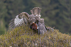 common buzzard