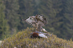 common buzzard