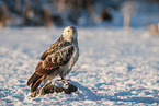 Eurasian Buzzard