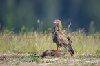 Eurasian Buzzard with prey
