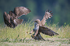 flying Eurasian Buzzards