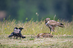 Eurasian Buzzard and Hooded Crow with prey