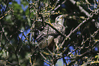 young Eurasian Buzzard