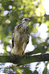 young Eurasian Buzzard