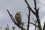 young Eurasian Buzzard