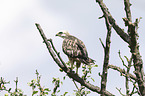 young Eurasian Buzzard