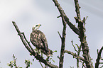 young Eurasian Buzzard