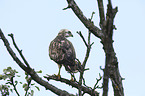 young Eurasian Buzzard