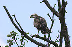 young Eurasian Buzzard