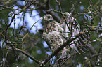 young Eurasian Buzzard