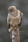 common buzzard