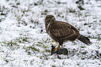 Common Buzzard