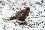 Common Buzzard