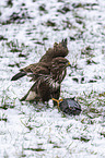 Common Buzzard
