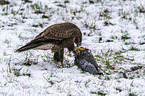 Common Buzzard