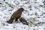 Common Buzzard