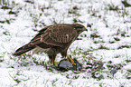 Common Buzzard