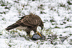 Common Buzzard