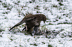 Common Buzzard