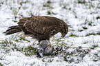 Common Buzzard