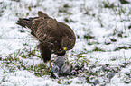 Common Buzzard