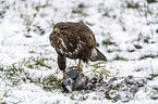 Common Buzzard