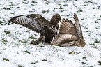 Common Buzzards