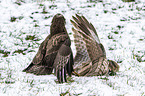 Common Buzzards