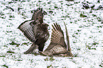 Common Buzzards