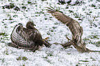 Common Buzzards