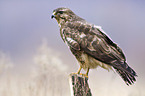 common buzzard