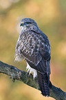 common buzzard