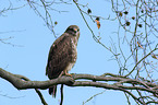 common buzzard