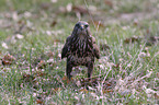 common buzzard