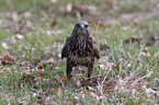 common buzzard