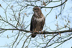 common buzzard