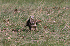 common buzzard