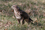 common buzzard