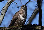 common buzzard