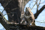 common buzzard