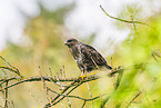 Common buzzard