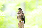 common buzzard