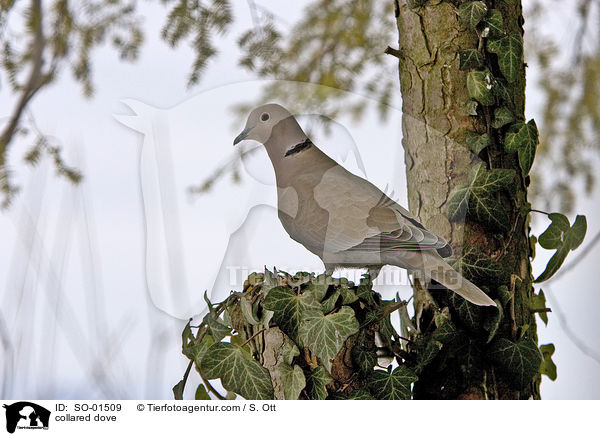 Trkentaube / collared dove / SO-01509