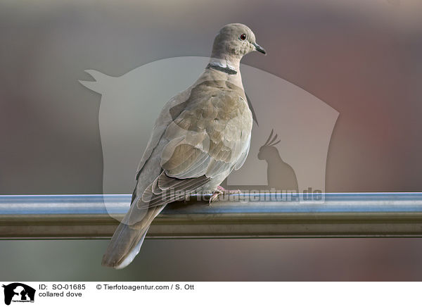 Trkentaube / collared dove / SO-01685