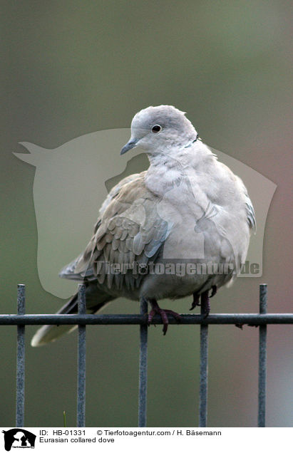 Eurasian collared dove / HB-01331