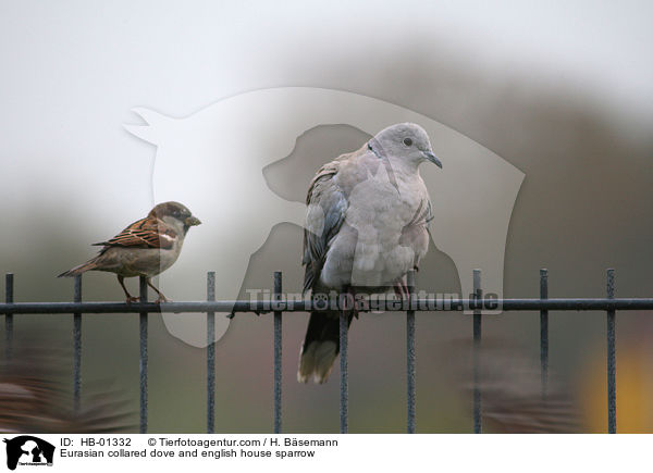 Eurasian collared dove and english house sparrow / HB-01332