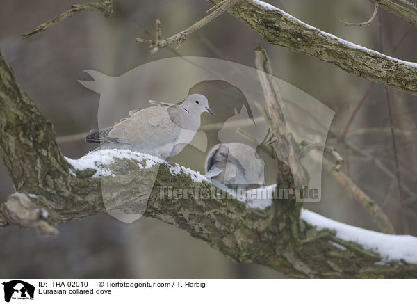 Trkentaube / Eurasian collared dove / THA-02010