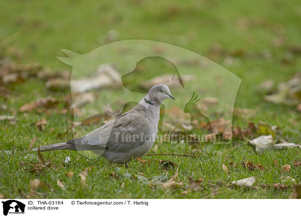 Trkentaube / collared dove / THA-03164