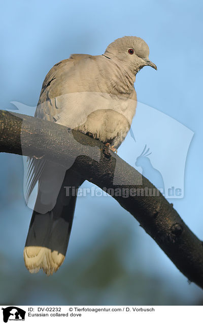 Trkentaube / Eurasian collared dove / DV-02232