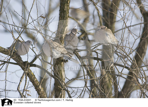 Trkentauben / Eurasian collared doves / THA-03481